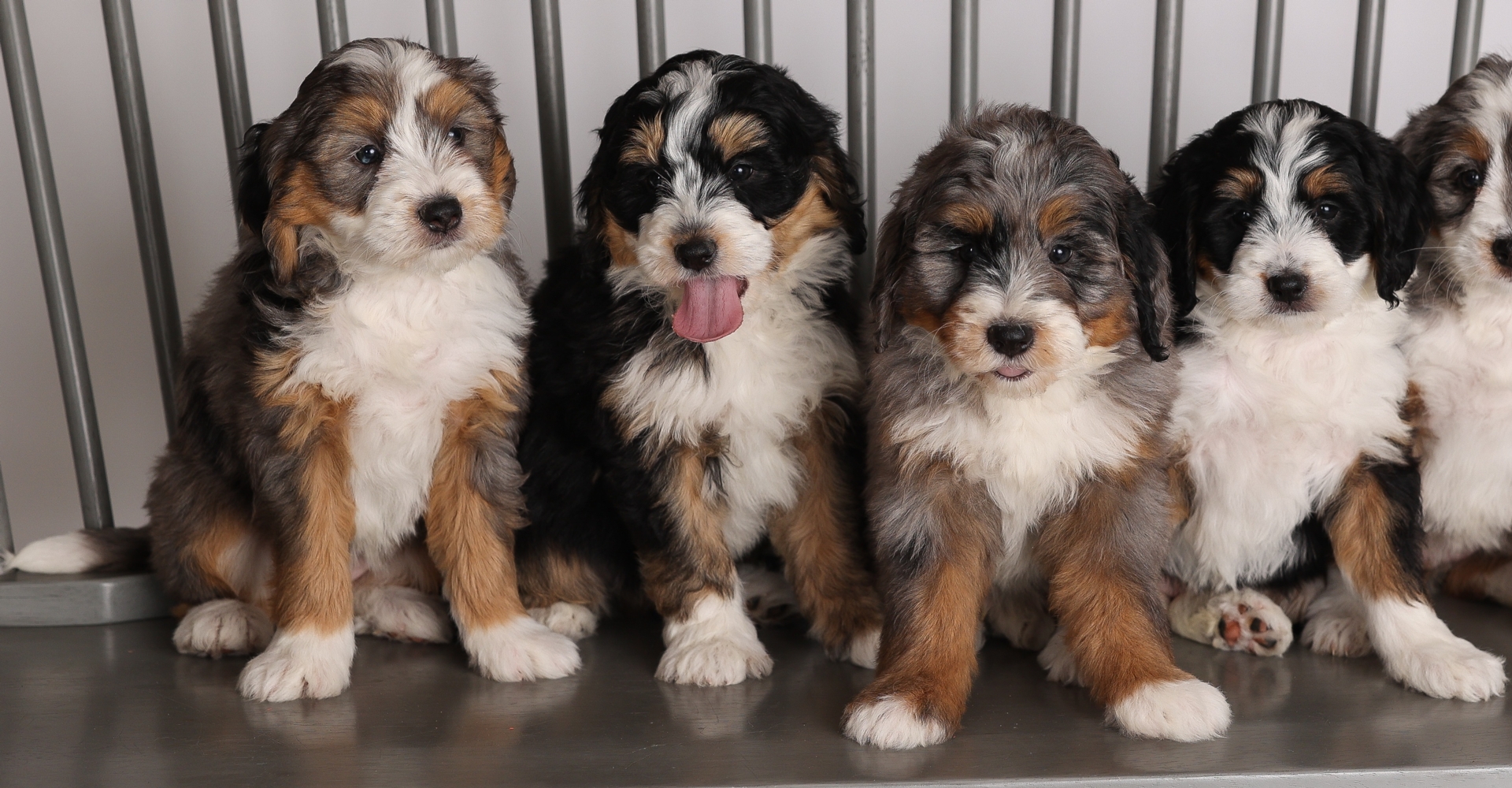 F1 Mini Bernedoodles Bench.jpg